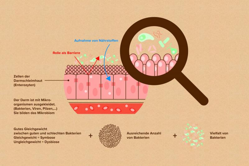 Schematische Darstellung der Darmschleimhaut